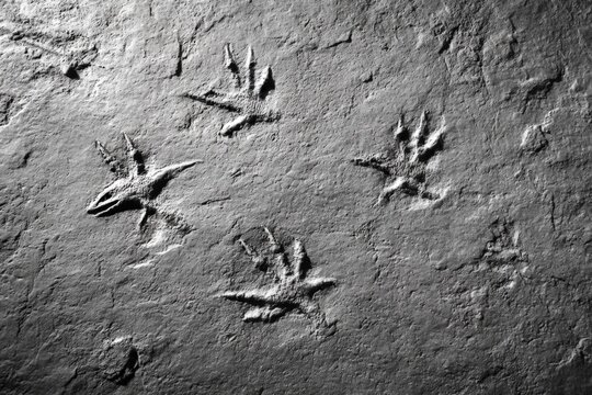 Fossilized Dinosaur Footprints Rock Slab Three Toes Theropod Prehistoric Tracks