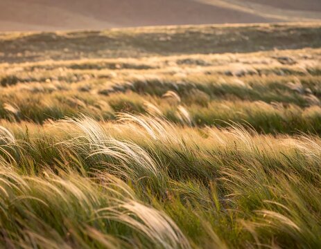 Feather Grass Field Swaying in Golden Sunlight.
