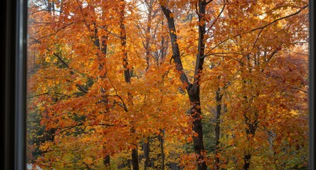 Obraz premium Trees with radiant autumn leaves viewed from inside a residence