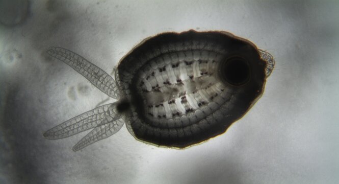 Microscopic view of a tiny Phacus pleuronectes Euglenids organism with striated pellicle and visible chloroplasts under DIC copy space