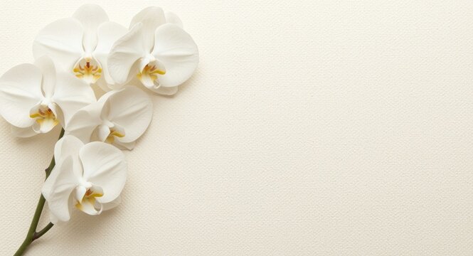 Stylish wedding invitation decorated with white orchids on cream textured backdrop with extensive copy space
