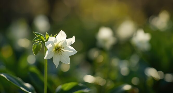 White hellebore niger flower blooming in early spring