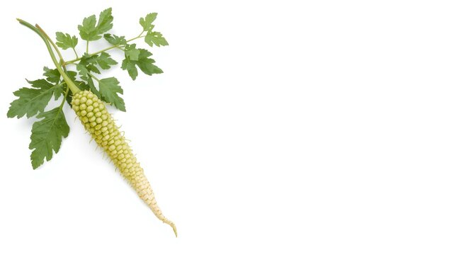 White background photo of gurmar, a traditional regional vegetable