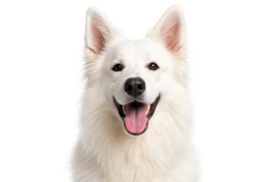 Joyful Portrait of a White Swiss Shepherd Dog Isolated on White Background