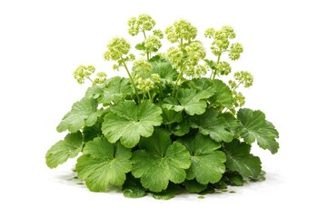 Fototapeta premium Alchemilla mollis herb with fresh green leaves against a clean white background