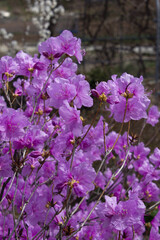 Fototapeta premium Spring flowers, full bloom of azaleas. Azalea flowers to mark the beginning of spring. Flowers botanical garden.