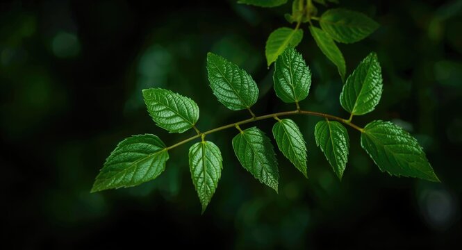 Greenery of bladder senna leaves from Colutea arborescens plant specimen