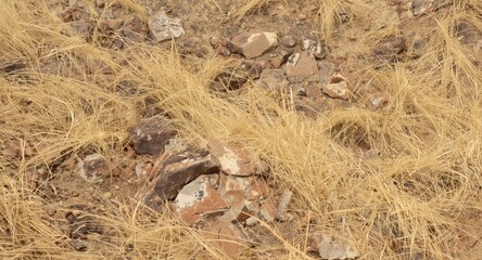Fototapeta premium Sweeping dry grassland with rugged rock outcrops forming a textured background