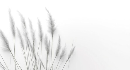 Obraz premium Calm and serene natural ambiance with silver grass swaying on a smooth white background
