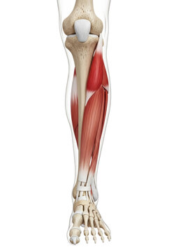 anatomical 3d model of the anterior lower leg skeleton, showing tibia, fibula, and foot bones, with the extensor hallucis longus muscle highlighted red, scientific education concept
