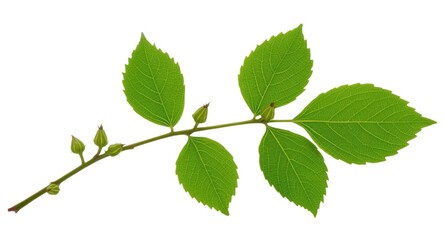 Fototapeta premium Young poplar branch with fresh green leaves and tiny buds isolated on white
