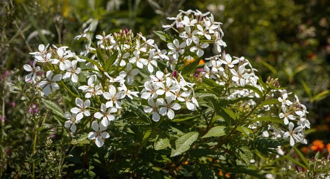 White pentas flowers thriving vibrantly in a sunny garden