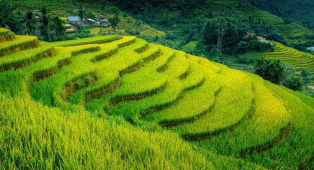 Obraz premium Vibrant green rice terraces outlining a scenic rural landscape