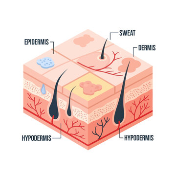 Human Skin Layers Diagram Anatomy.
