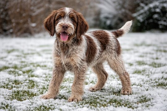 Playful juvenile wire haired spinone italiano dog standing full length on snowy green grass lawn during winter day