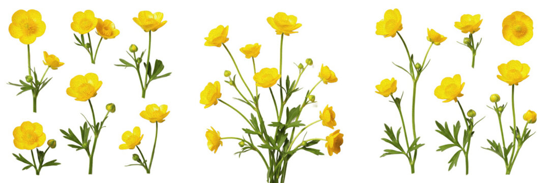 Wild Yellow Buttercup Flower Set with Green Stems and Leaves Isolated on White