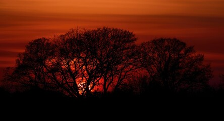 Fototapeta premium Trees forming dark silhouettes on rich sunset backdrop with designated copy area