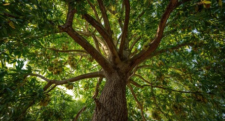 Fototapeta premium Mango tree loaded with small green round fruits viewed from below