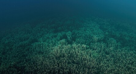 Fototapeta premium Environmental protection against water pollution harming marine ecosystems