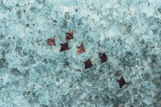 Aerial drone view of group of eagle rays in the ocean, Maldives