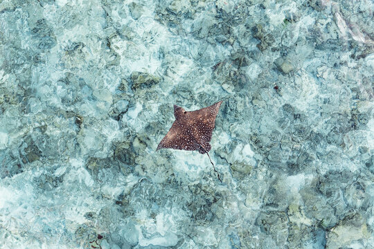 Aerial drone view of group of eagle rays in the ocean, Maldives
