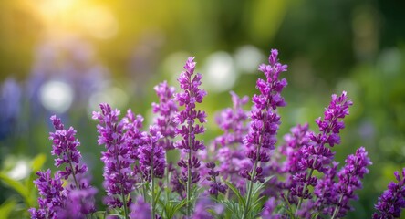 Fototapeta premium Summer garden filled with radiant violet statice flowers in full bloom and subtle natural blur