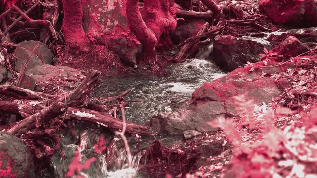 Exotic Creek in Infrared