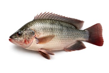Obraz premium Whole Fresh Tilapia Fish Isolated on White Background