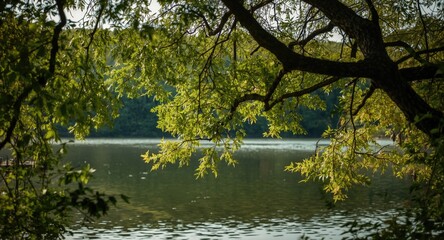 Fototapeta premium Natural oak foliage with water view creating peaceful atmosphere