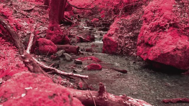 Exotic Creek in Infrared