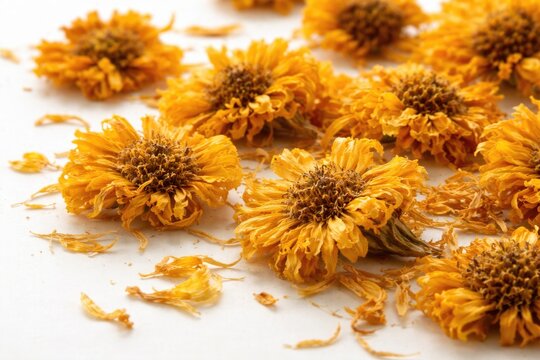 Close up view of dried marigold flowers with vibrant yellow petals on a white backdrop