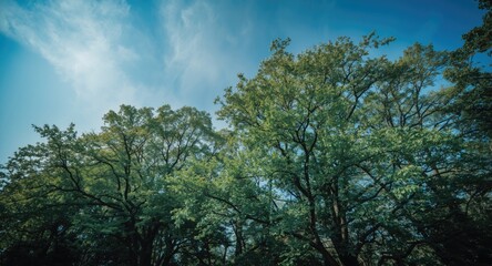 Fototapeta premium tranquil park like setting showing tall trees beneath a bright sky of deep blue and soft clouds