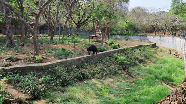 Black Sloth Bear Walking in Open Zoo Enclosure Landscape