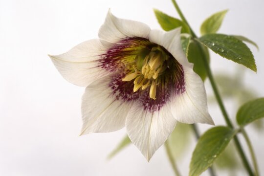 Close up image of codonopsis flower on white background with soft lighting