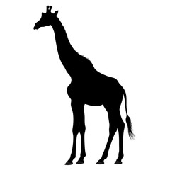 Fototapeta premium Black silhouette giraffe, giraffe icon, animal illustration, wildlife symbol
