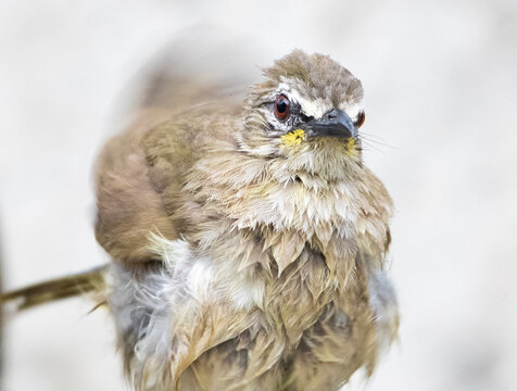 bul bul bird splashing its feathers after having a good bath in water