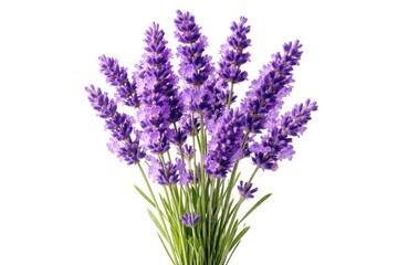 Obraz premium Lavender flowers isolated on a plain white backdrop