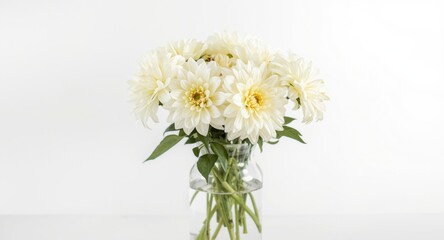 Fototapeta premium White autumn dahlias arranged in a clear glass vase with copy space on a white background