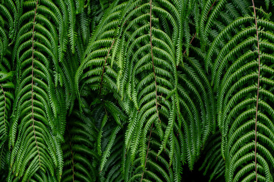 fern plant