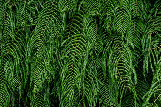 fern plant
