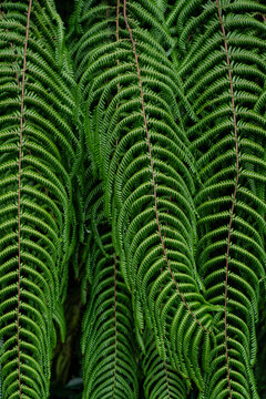 fern plant