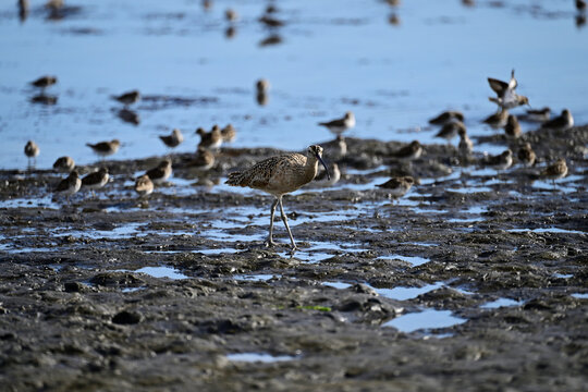 Long-billed curlew and lesser sandpipers are forging on  Moss Landing bay.
