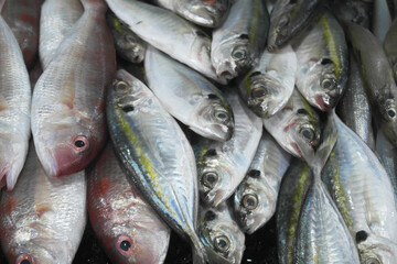 Fototapeta premium Many different fishes at market. Seafood concept. 