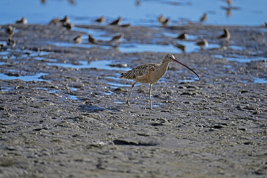 Long-billed curlew and lesser sandpipers are forging on  Moss Landing bay.