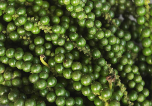 Fresh green peppercorns as background
