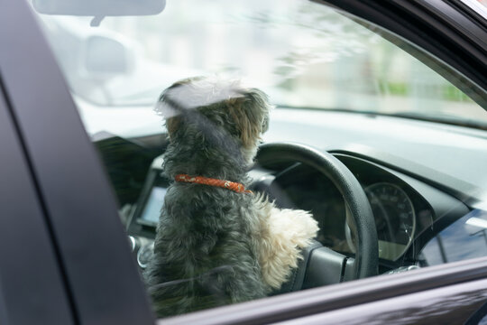 車に乗っている犬