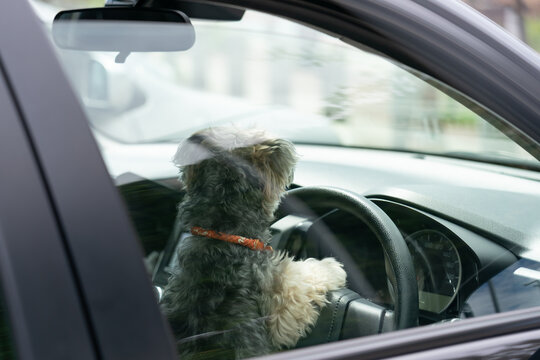 車に乗っている犬