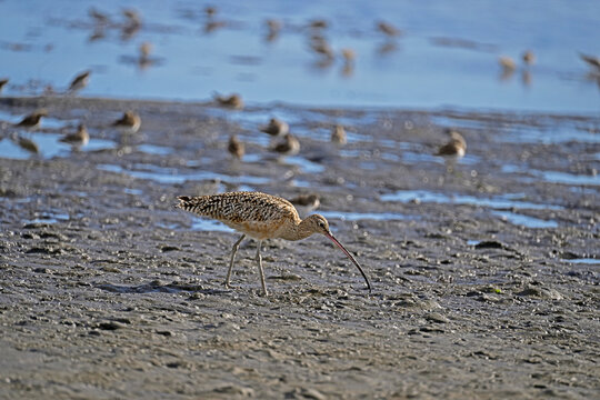 Long-billed curlew and lesser sandpipers are forging on  Moss Landing bay.