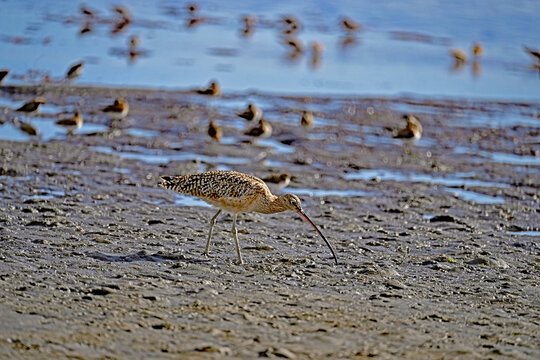 Long-billed curlew and lesser sandpipers are forging on  Moss Landing bay.