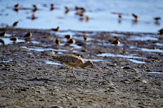 Long-billed curlew and lesser sandpipers are forging on  Moss Landing bay.